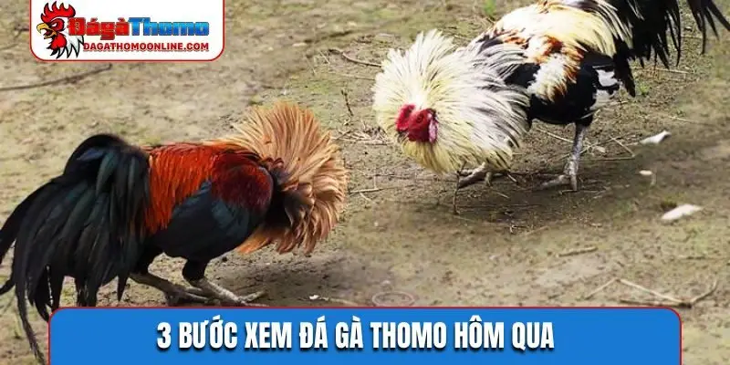 3 buoc xem da ga thomo hom qua 3 bước xem đá gà Thomo hôm qua