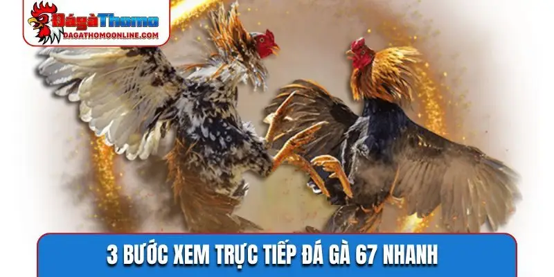 3 buoc xem truc tiep da ga 67 nhanh 3 bước xem trực tiếp đá gà 67 nhanh