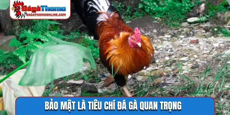 Bảo mật là tiêu chí đá gà quan trọng