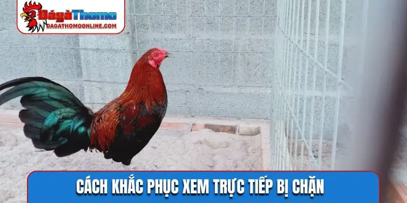 cach khac phuc xem truc tiep bi chan Cách khắc phục xem trực tiếp bị chặn