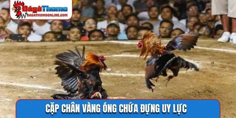 Cặp chân vàng óng chứa đựng uy lực