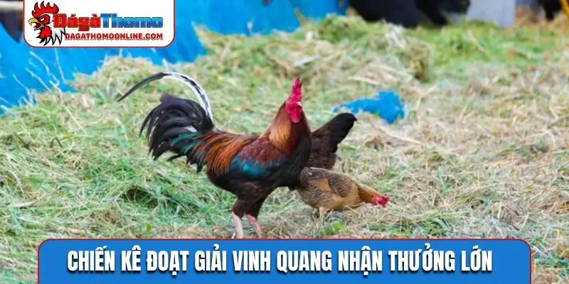 Chiến kê đoạt giải vinh quang nhận thưởng lớn