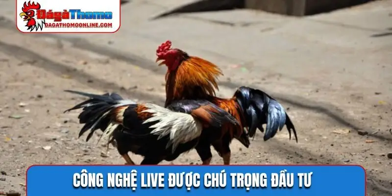 Công nghệ live được chú trọng đầu tư