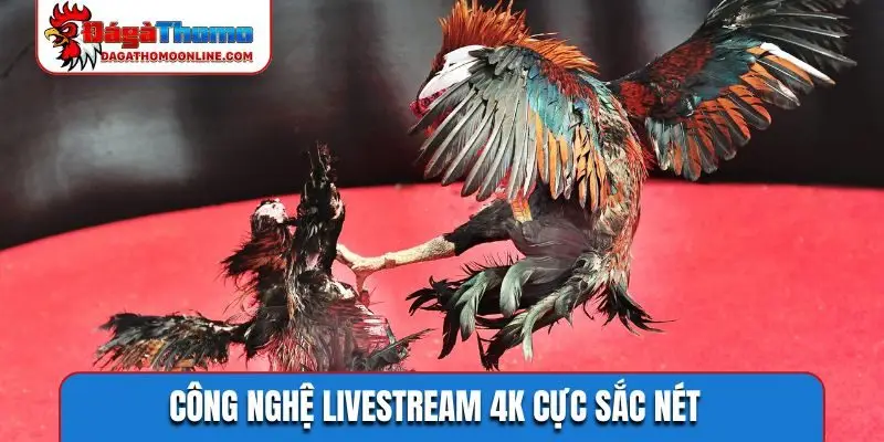 Công nghệ livestream 4K cực sắc nét