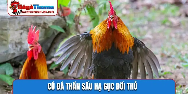 Cú đá thần sầu hạ gục đối thủ
