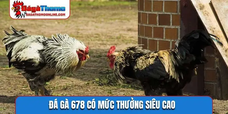da ga 678 co muc thuong sieu cao Đá gà 678 có mức thưởng siêu cao