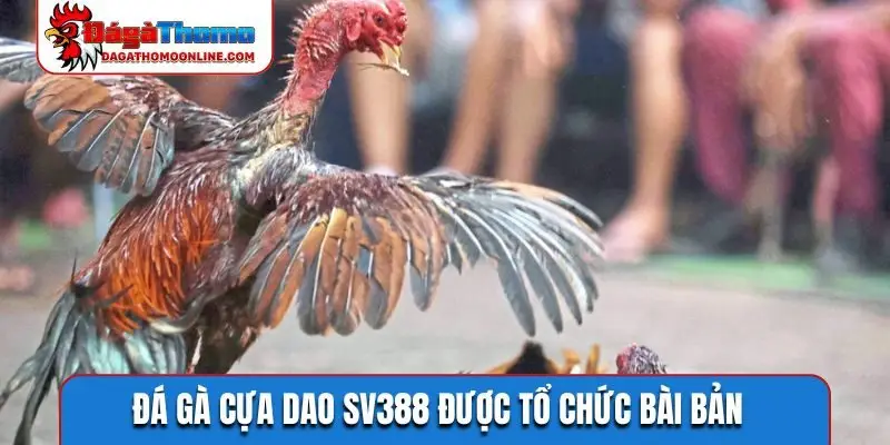 Đá gà cựa dao SV388 được tổ chức bài bản