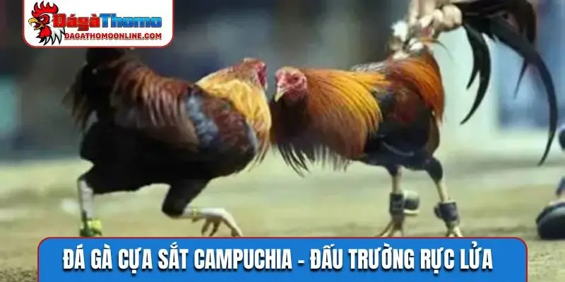Đá gà cựa sắt Campuchia