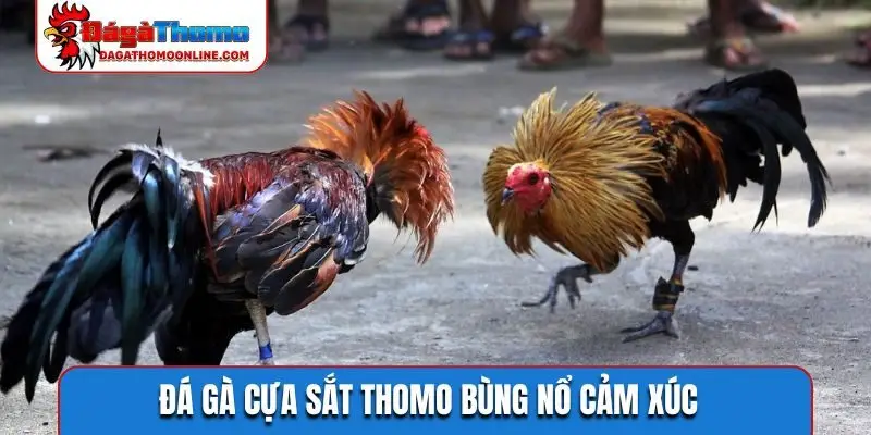 Đá gà cựa sắt Thomo bùng nổ cảm xúc
