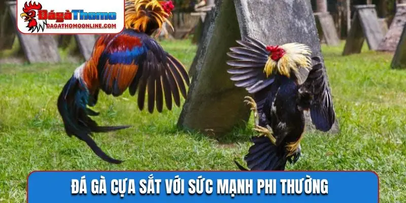 Đá gà cựa sắt với sức mạnh phi thường