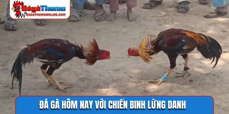 Đá gà hôm nay với chiến binh lừng danh