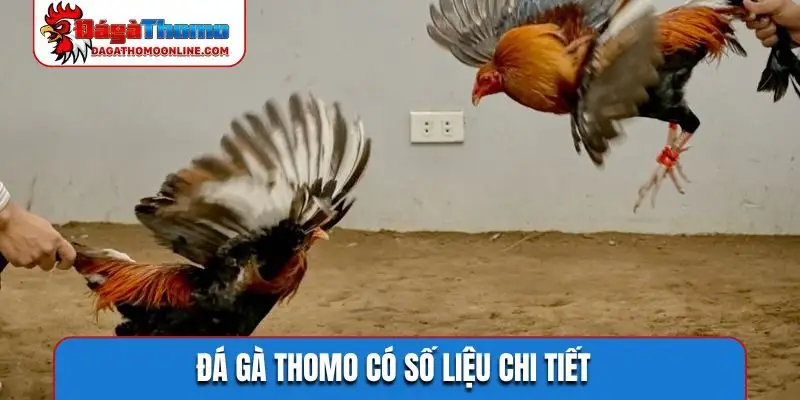 da ga thomo co so lieu chi tiet Đá gà Thomo có số liệu chi tiết