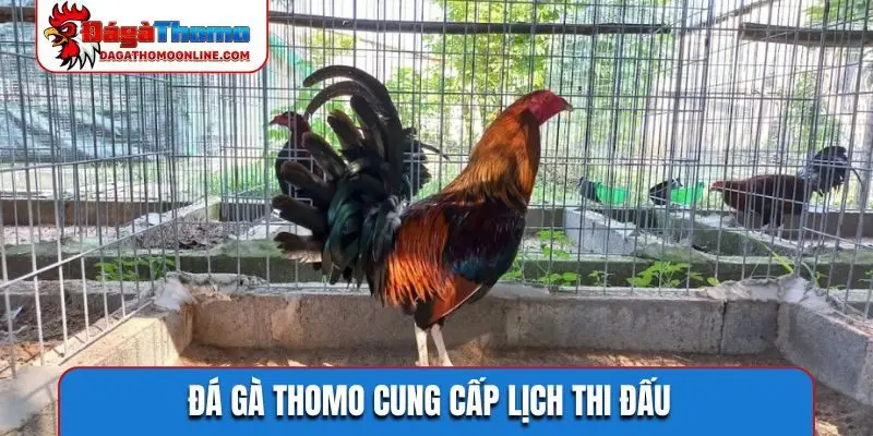 Đá Gà Thomo cung cấp lịch thi đấu