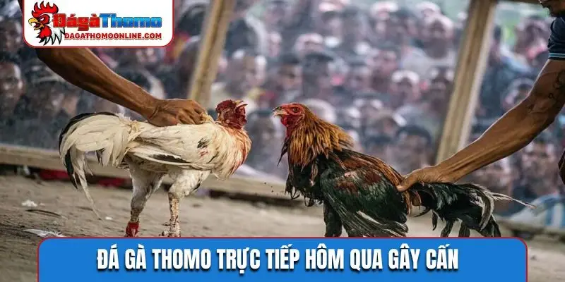 Đá gà Thomo trực tiếp hôm qua