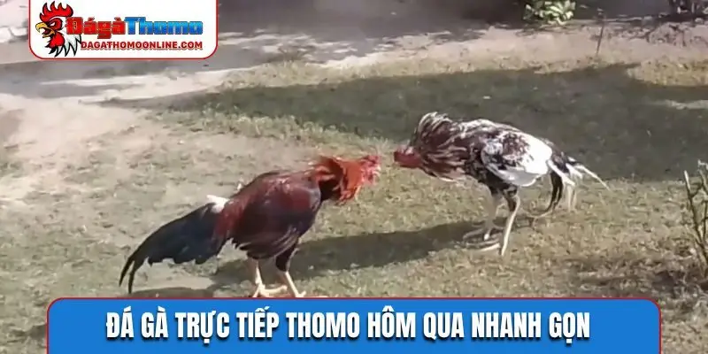 Đá gà trực tiếp Thomo hôm qua nhanh gọn