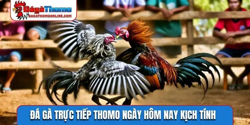 Đá gà trực tiếp Thomo ngày hôm nay