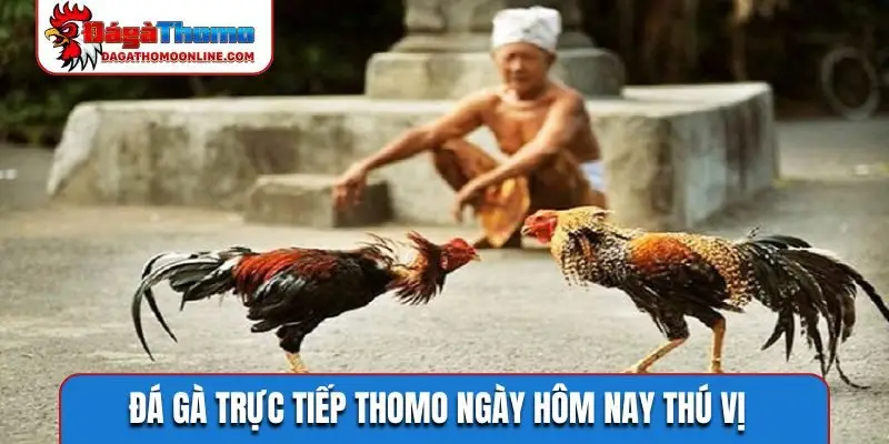 Đá gà trực tiếp Thomo ngày hôm nay thú vị