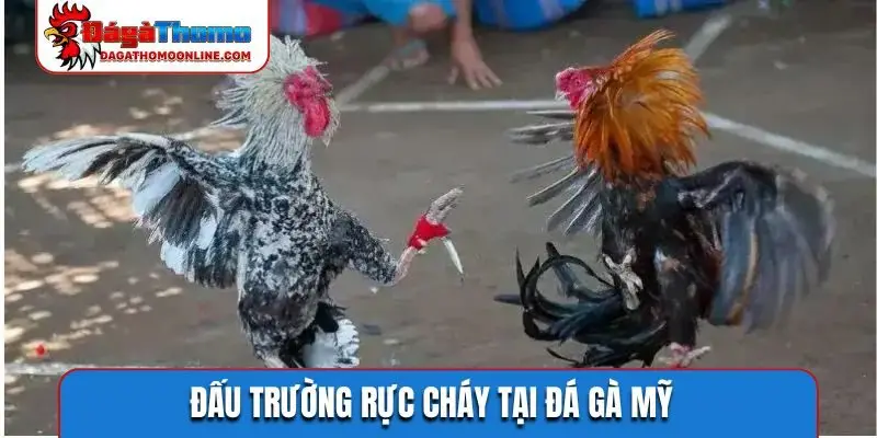 Đấu trường rực cháy tại đá gà Mỹ