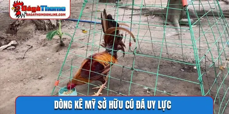 Dòng kê Mỹ sở hữu cú đá uy lực