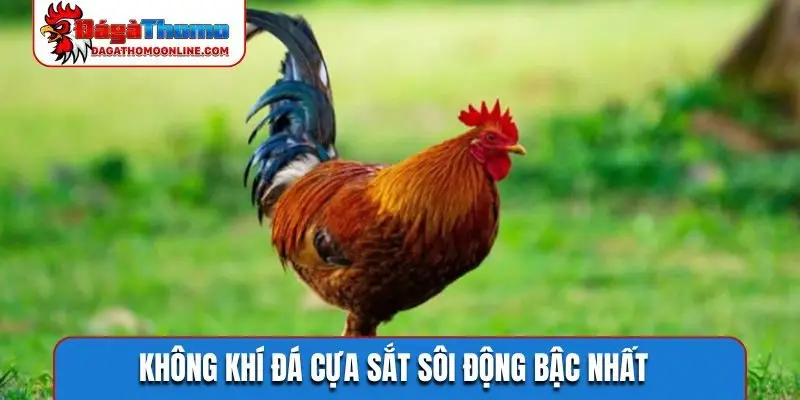 Không khí đá cựa sắt sôi động bậc nhất