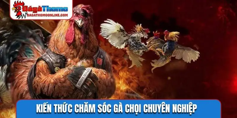 Kiến thức chăm sóc gà chọi chuyên nghiệp