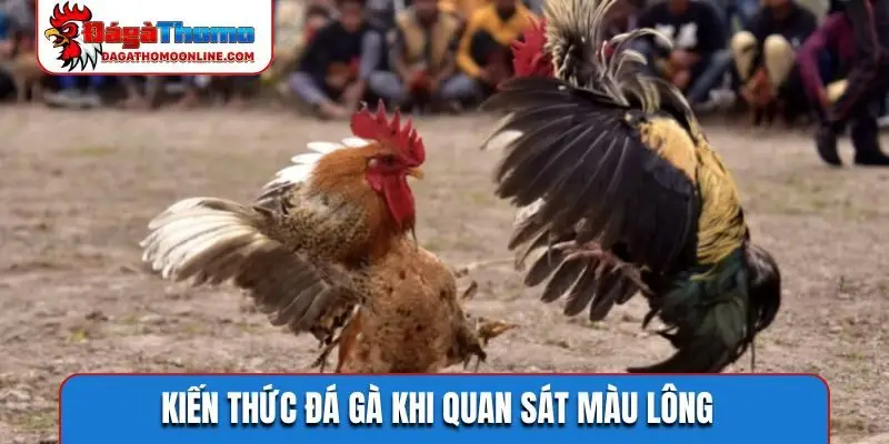 Kiến thức đá gà khi quan sát màu lông