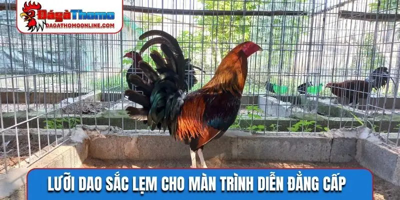 Lưỡi dao sắc lẹm cho màn trình diễn đẳng cấp
