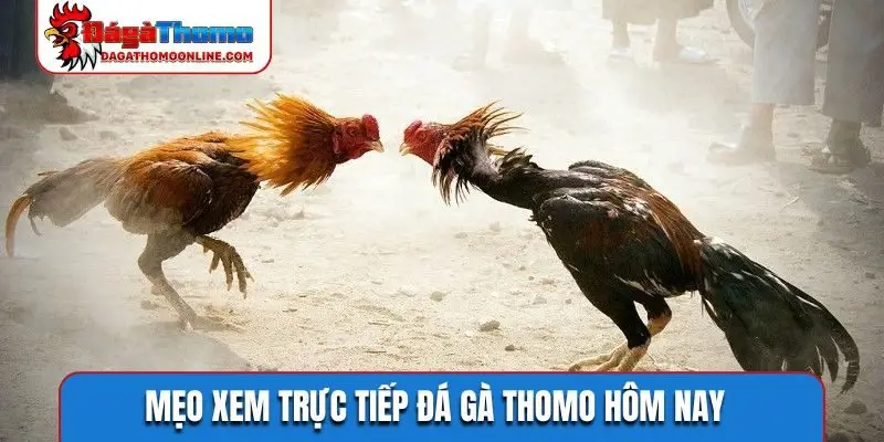 meo xem truc tiep da ga thomo hom nay Mẹo xem trực tiếp đá gà Thomo hôm nay
