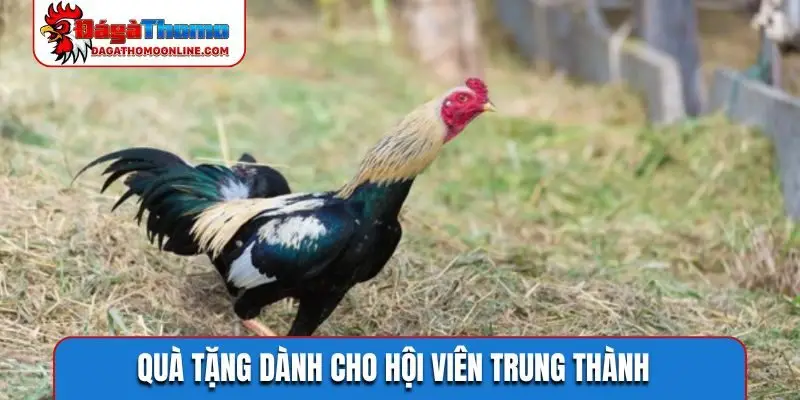 Quà tặng dành cho hội viên trung thành