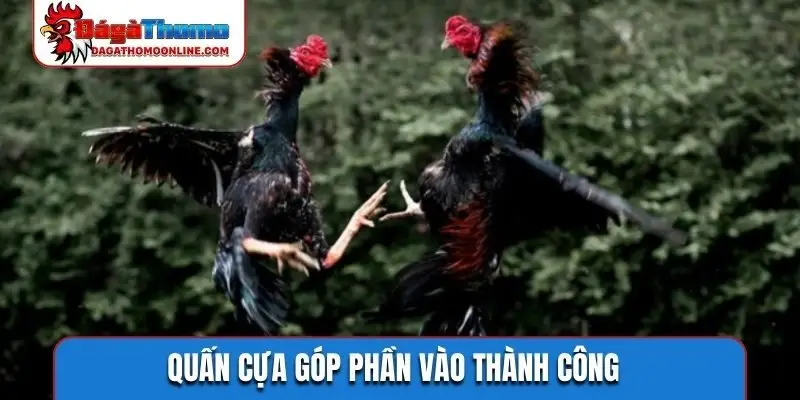 Quấn cựa góp phần vào thành công