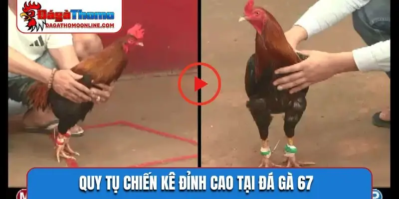 quy tu chien ke dinh cao tai da ga 67 Quy tụ chiến kê đỉnh cao tại đá gà 67