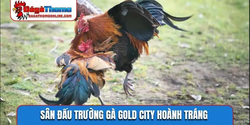 Sân đấu trường gà Gold City hoành tráng