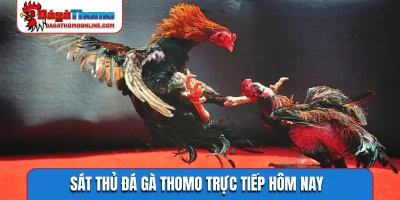 Sát thủ đá gà Thomo trực tiếp hôm nay