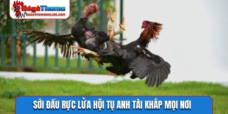 Sới đấu rực lửa hội tụ anh tài khắp mọi nơi