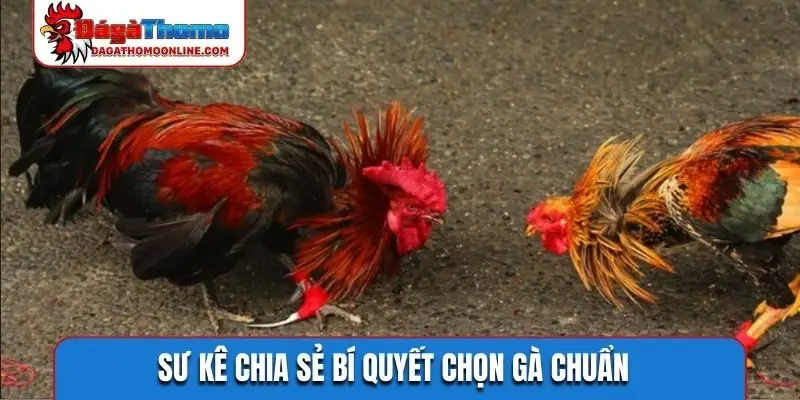Sư kê chia sẻ bí quyết chọn gà chuẩn