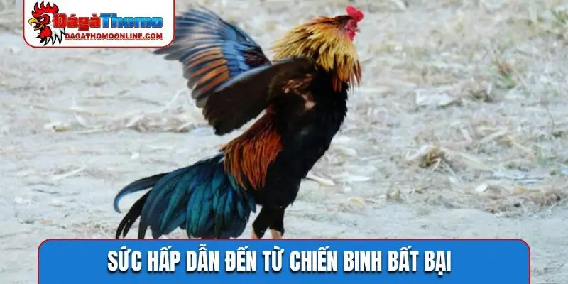 Sức hấp dẫn đến từ chiến binh bất bại
