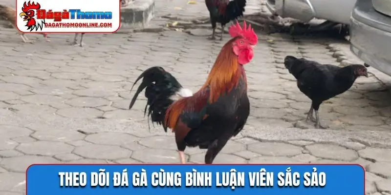 Theo dõi đá gà cùng bình luận viên sắc sảo