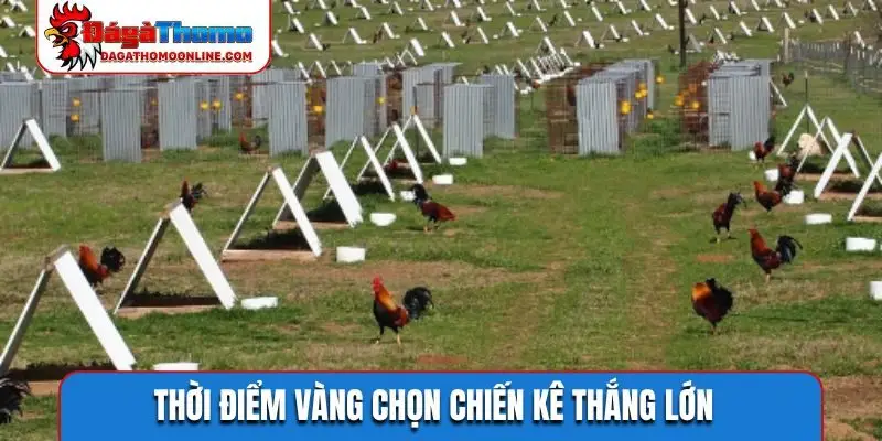 Thời điểm vàng chọn chiến kê thắng lớn