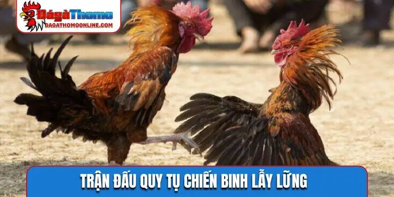Trận đấu quy tụ chiến binh lẫy lững