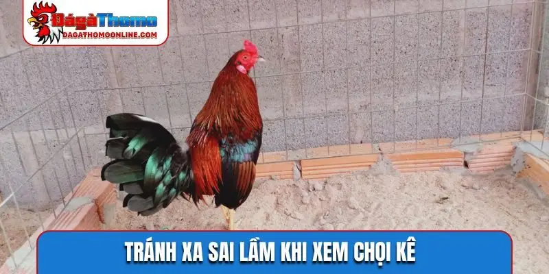 tranh xa sai lam khi xem choi ke Tránh xa sai lầm khi xem chọi kê