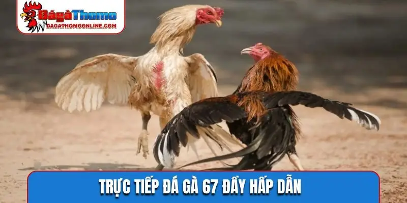 truc tiep da ga 67 day hap dan Trực tiếp đá gà 67 đầy hấp dẫn