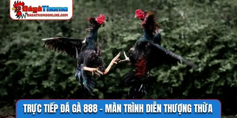 Trực tiếp đá gà 888