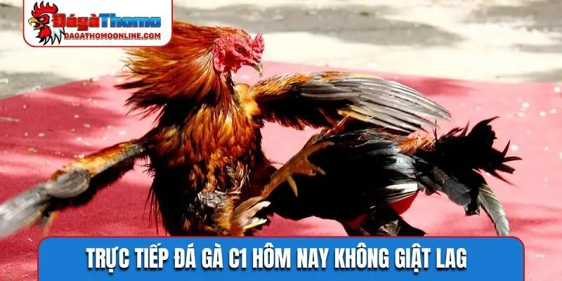 Trực tiếp đá gà C1 hôm nay