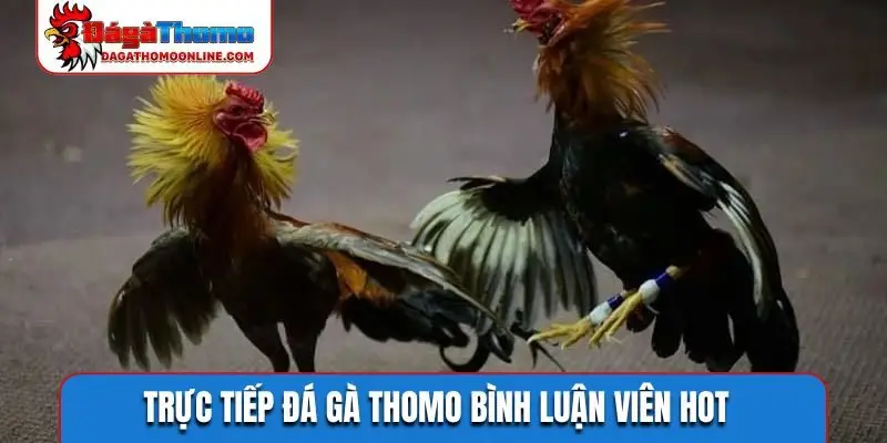 Trực tiếp đá gà Thomo bình luận viên hot