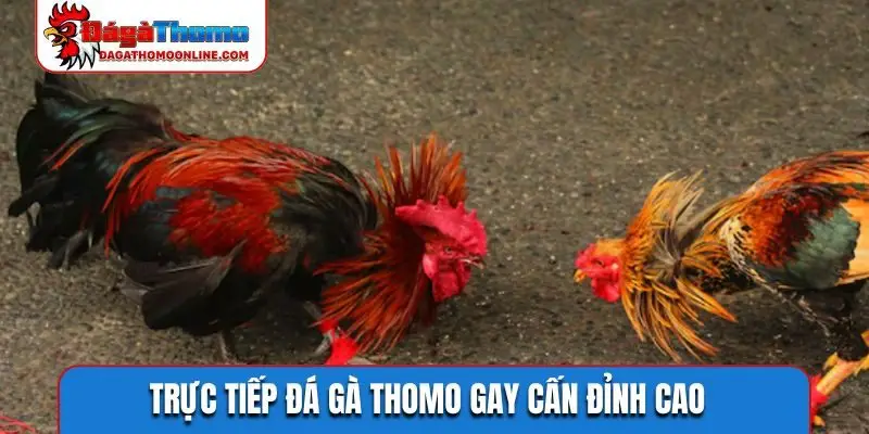 Trực tiếp đá gà Thomo gay cấn đỉnh cao