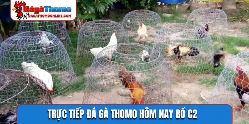 truc tiep da ga thomo hom nay bo c2 Trực tiếp đá gà Thomo hôm nay bồ C2