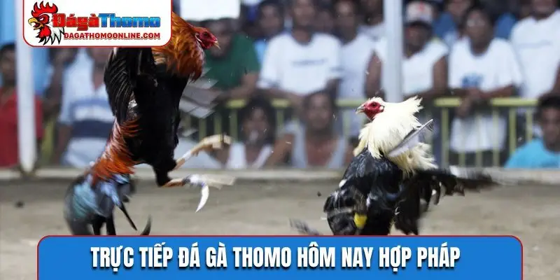 truc tiep da ga thomo hom nay hop phap Trực tiếp đá gà Thomo hôm nay hợp pháp