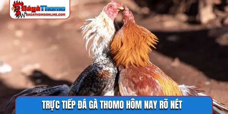 truc tiep da ga thomo hom nay ro net Trực tiếp đá gà Thomo hôm nay rõ nét