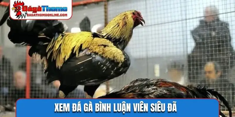 xem da ga binh luan vien sieu da Xem đá gà bình luận viên siêu đã