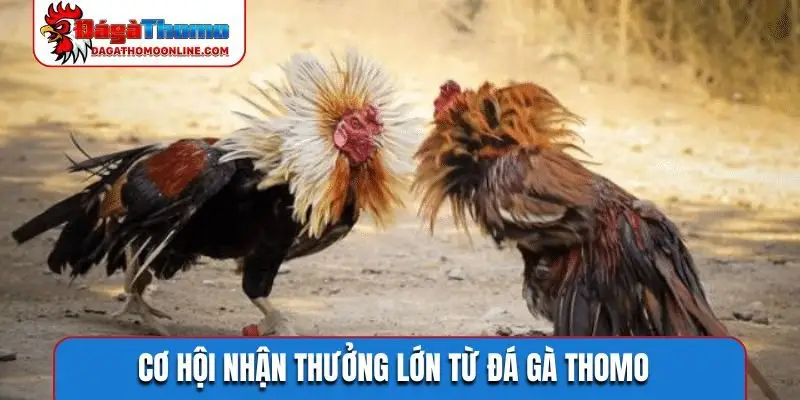 Cơ hội nhận thưởng lớn từ đá gà Thomo